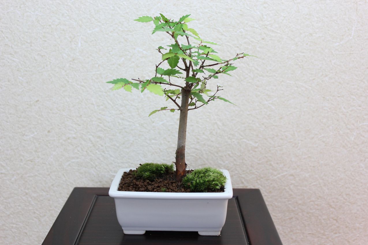 ケヤキ,苔,苔玉,ミニ盆栽,盆栽通販,