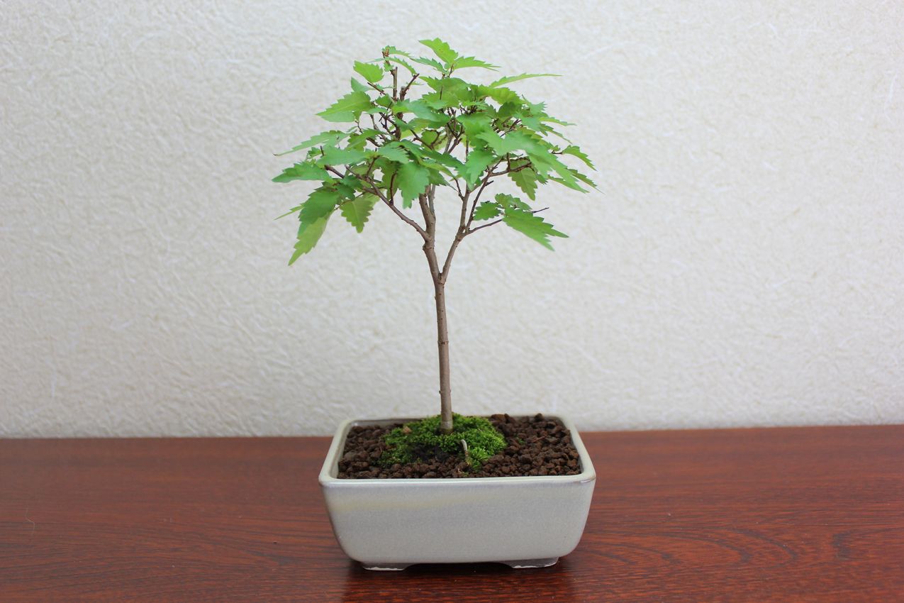 ケヤキ,苔,苔玉,ミニ盆栽,盆栽通販,