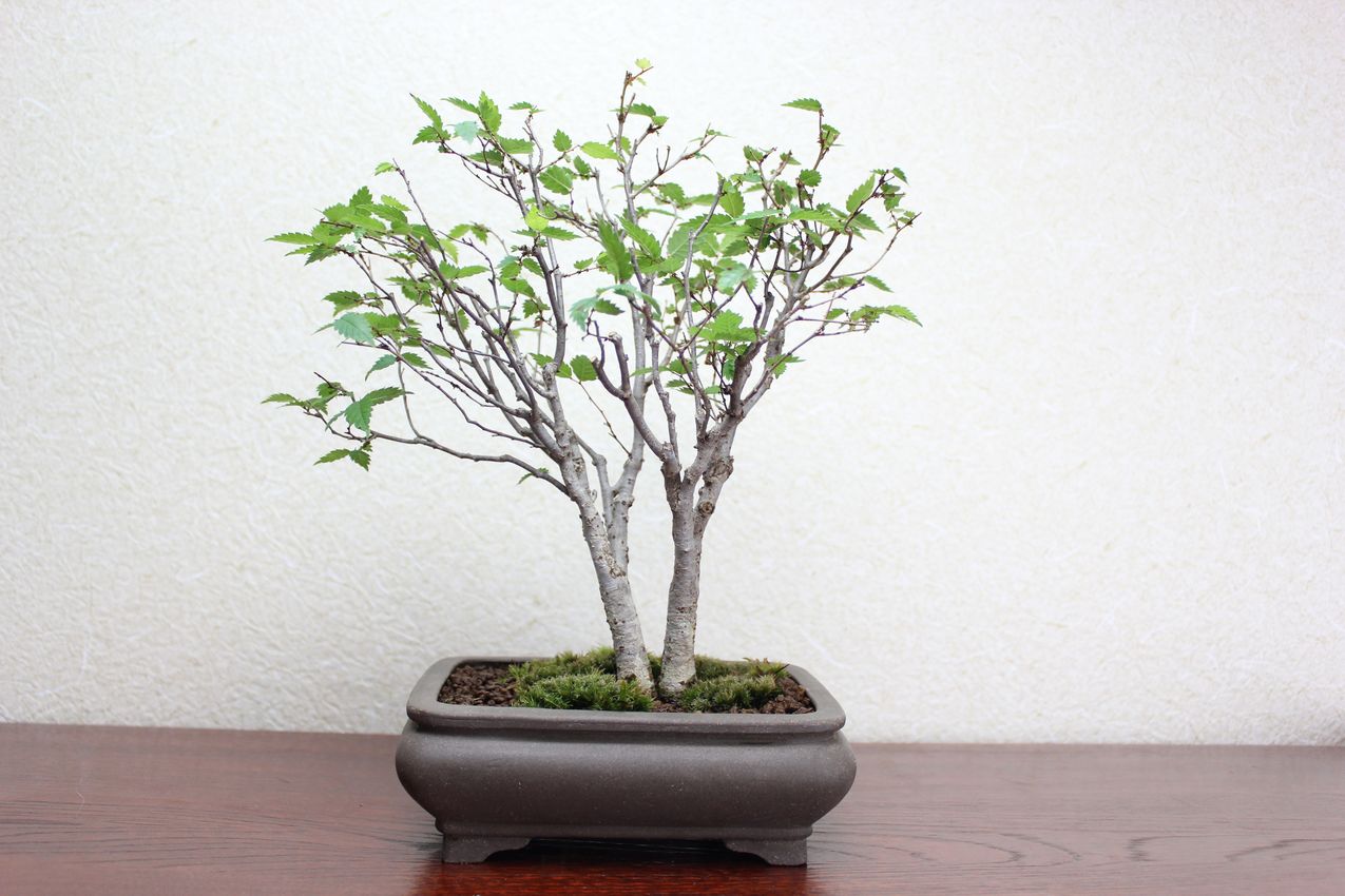 ケヤキ,苔,苔玉,ミニ盆栽,盆栽通販,