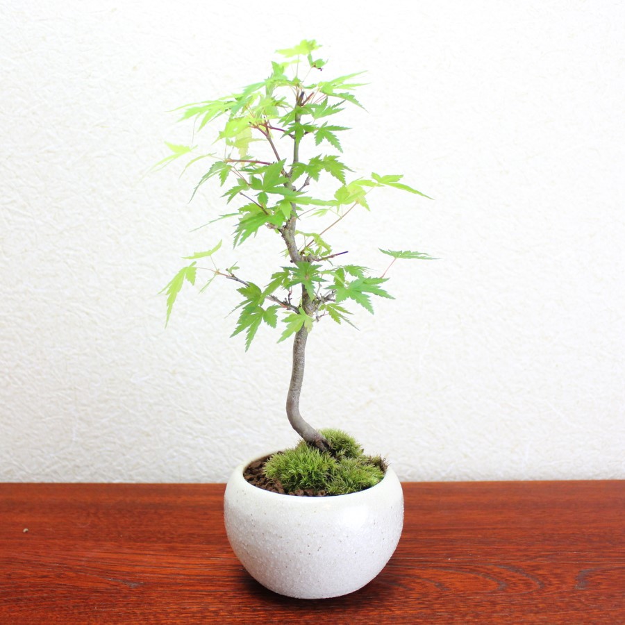 いろはもみじ　イロハモミジ盆栽