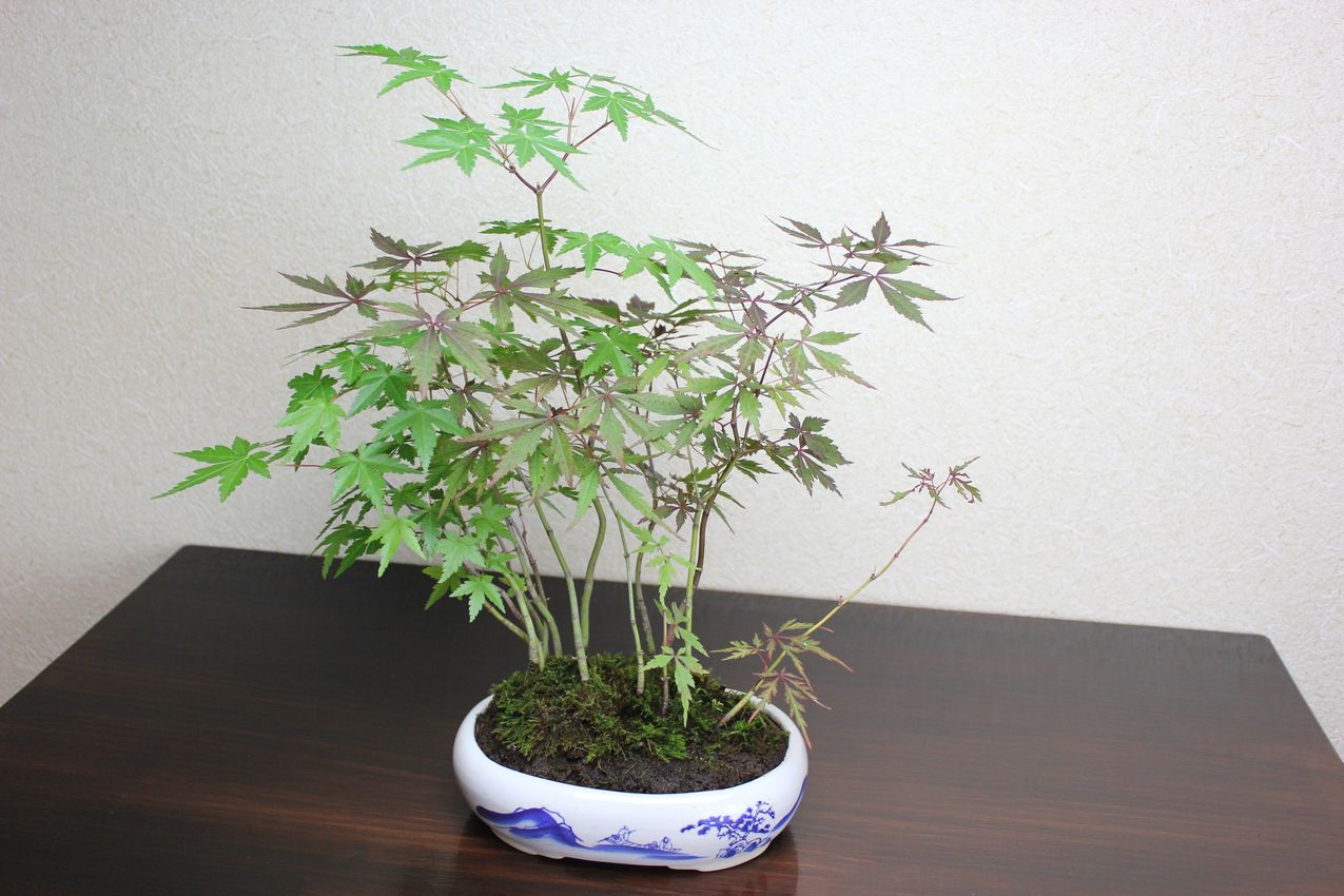 モミジ寄せ植え,苔,苔玉,ミニ盆栽,盆栽通販,