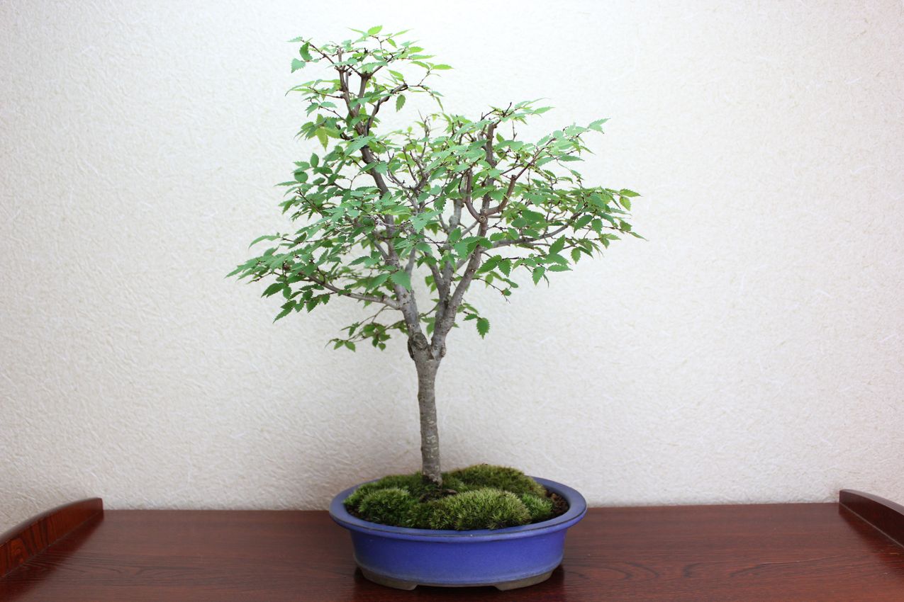 ケヤキ,苔,苔玉,ミニ盆栽,盆栽通販,