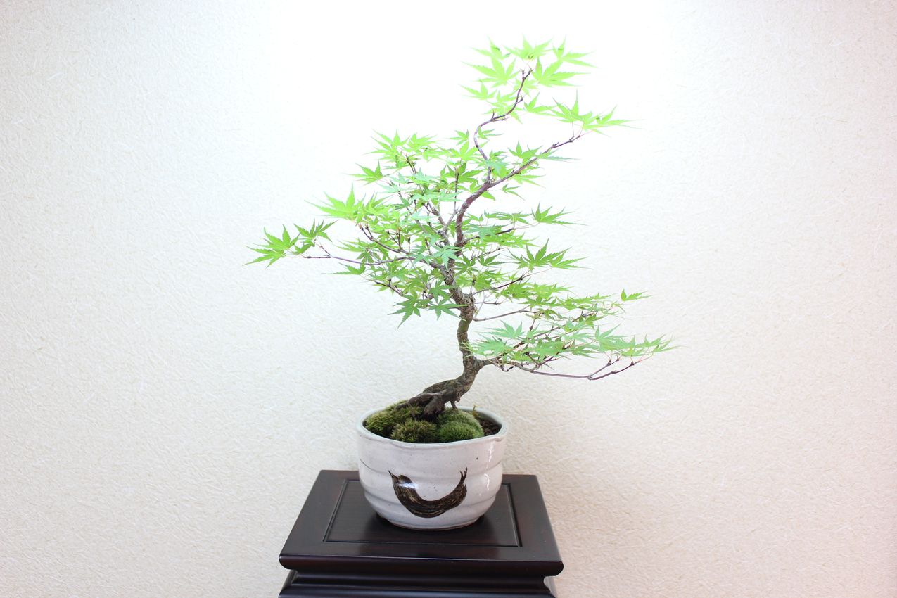 荒皮性モミジ,苔,苔玉,ミニ盆栽,盆栽通販,