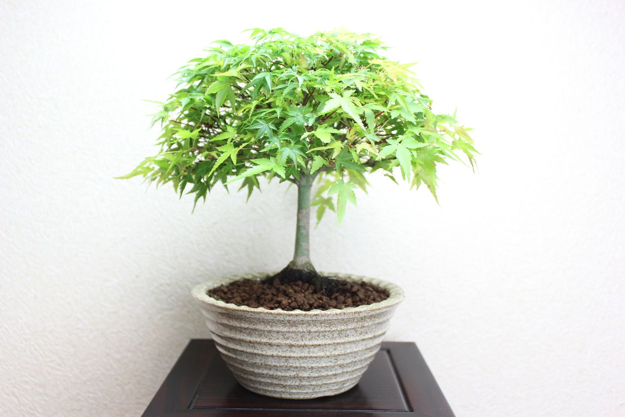 清姫もみじ,苔,苔玉,ミニ盆栽,盆栽通販,