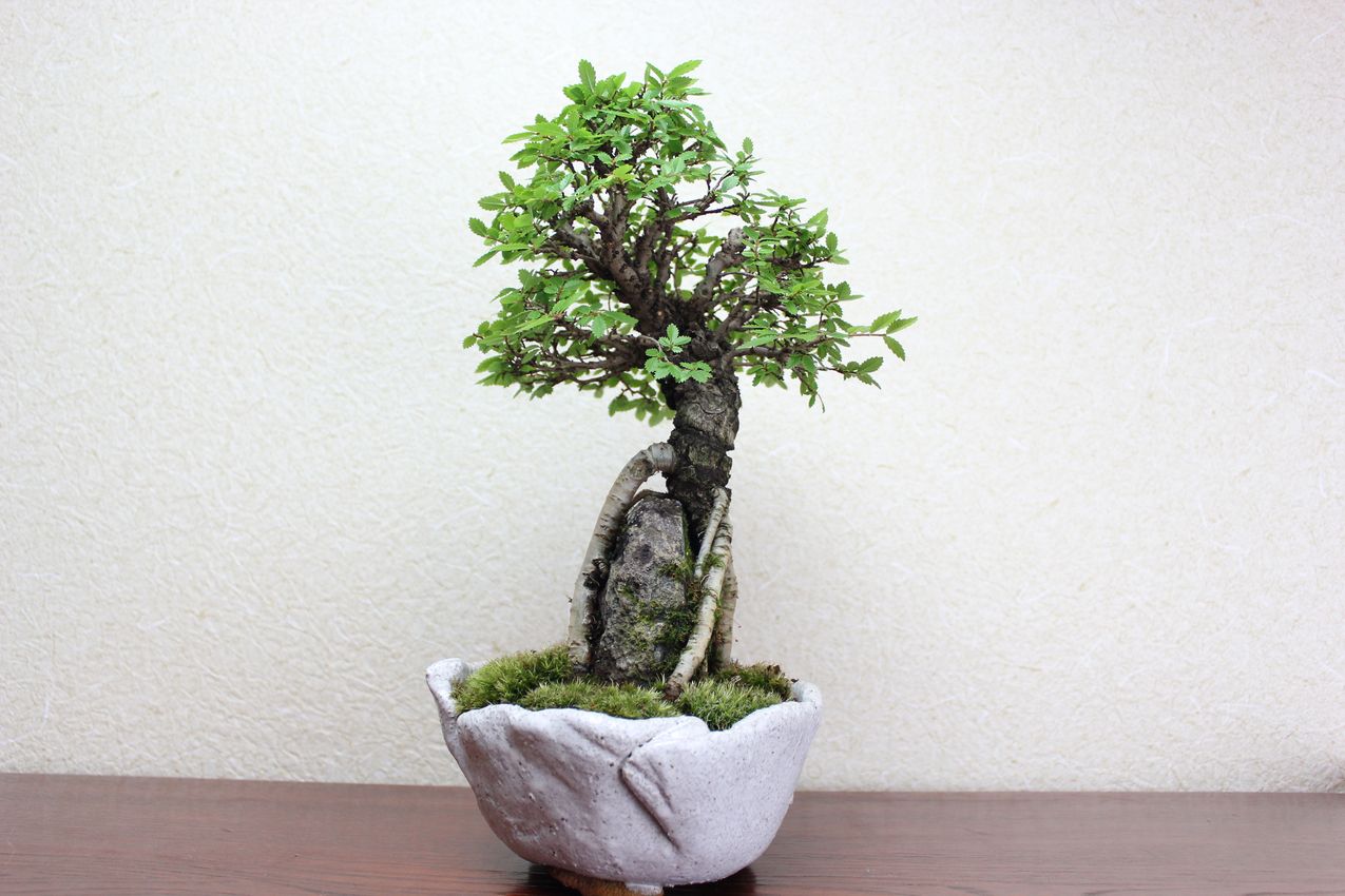 ニレケヤキ,苔,苔玉,ミニ盆栽,盆栽通販,