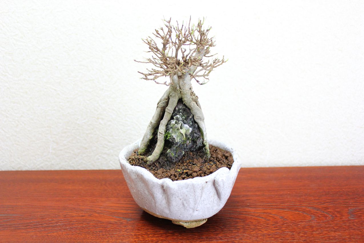 カエデ,苔,苔玉,ミニ盆栽,盆栽通販,