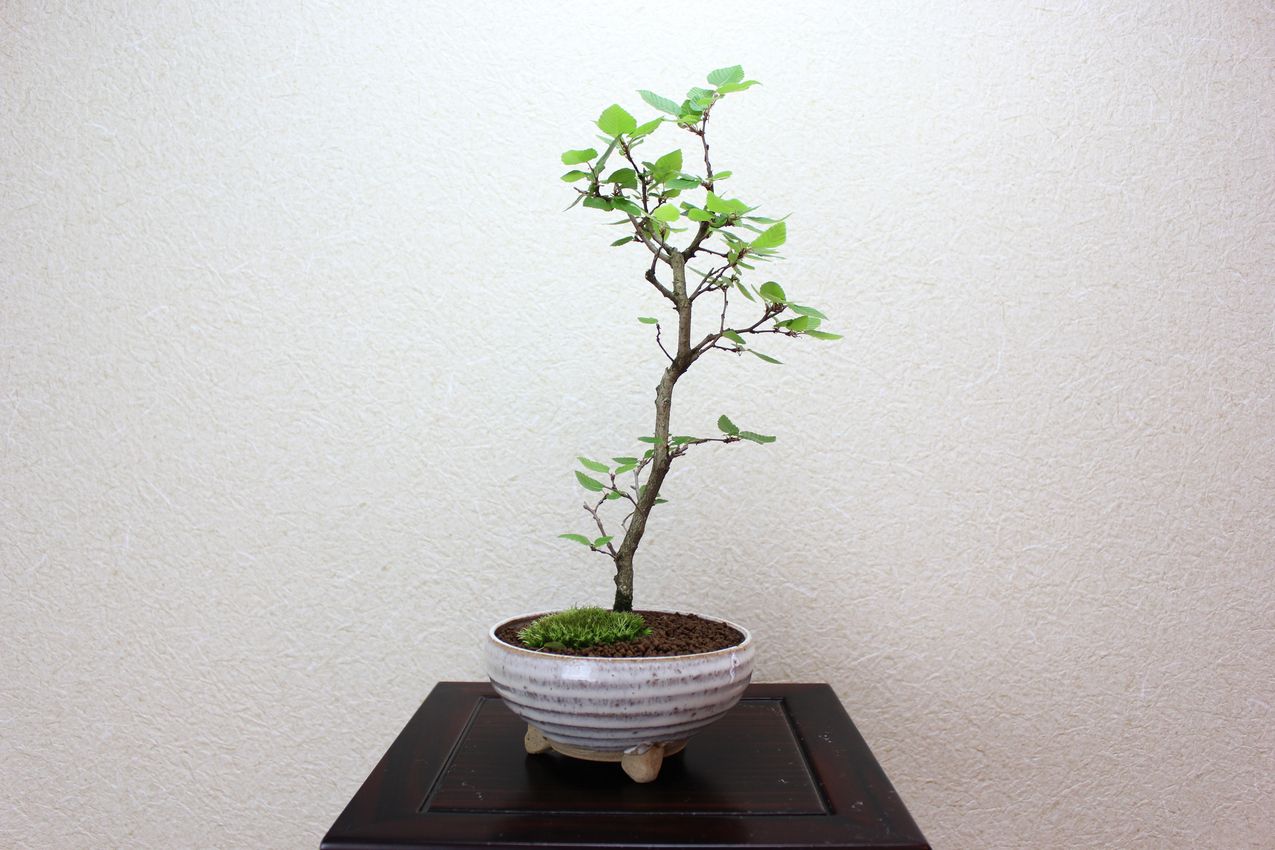 イワシデ,苔,苔玉,ミニ盆栽,盆栽通販,