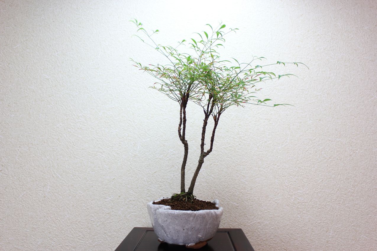 錦糸南天,苔,苔玉,ミニ盆栽,盆栽通販,