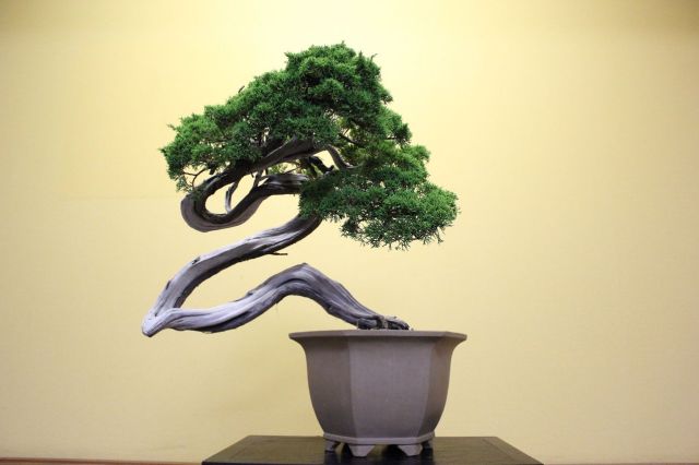 糸魚川真柏,苔,苔玉,ミニ盆栽,盆栽通販,