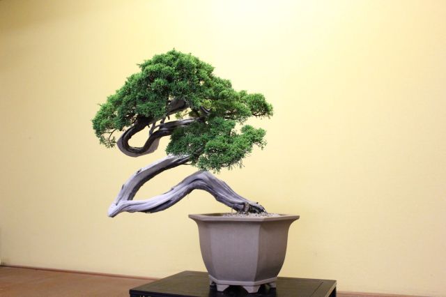 糸魚川真柏,苔,苔玉,ミニ盆栽,盆栽通販,