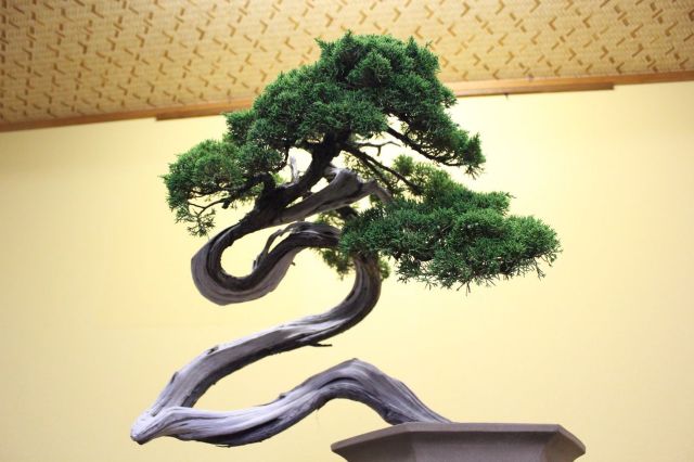糸魚川真柏,苔,苔玉,ミニ盆栽,盆栽通販,