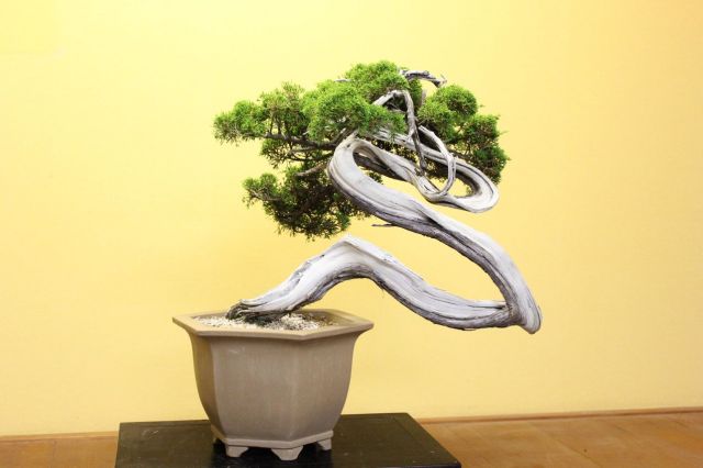 糸魚川真柏,苔,苔玉,ミニ盆栽,盆栽通販,