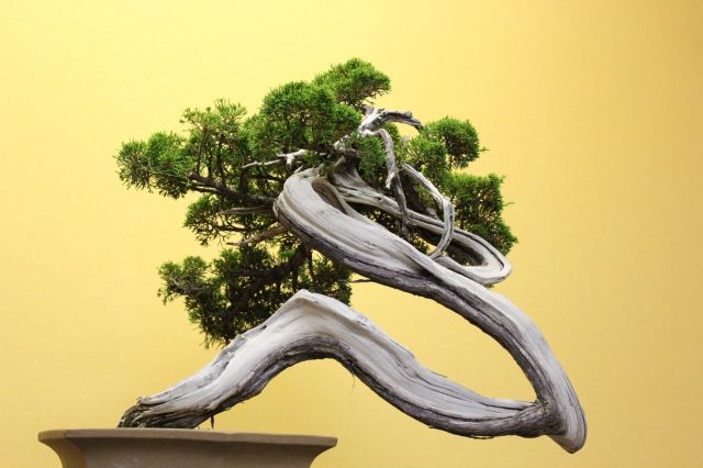 糸魚川真柏,苔,苔玉,ミニ盆栽,盆栽通販,
