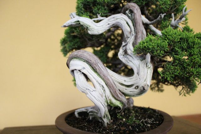 糸魚川真柏