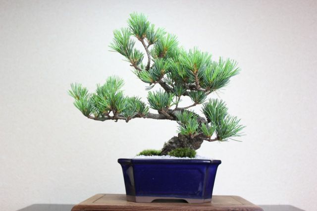 五葉松,苔,苔玉,ミニ盆栽,盆栽通販,