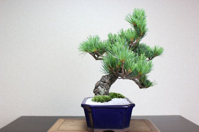 五葉松,苔,苔玉,ミニ盆栽,盆栽通販,