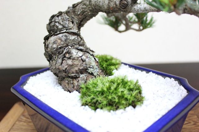 五葉松,苔,苔玉,ミニ盆栽,盆栽通販,