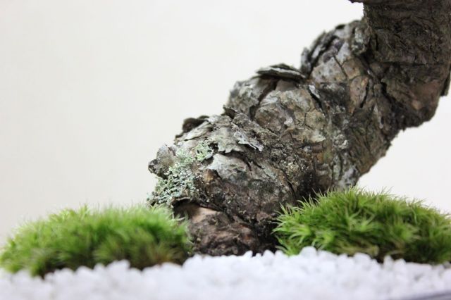 五葉松,苔,苔玉,ミニ盆栽,盆栽通販,