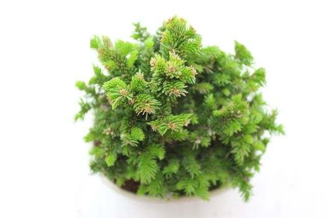 エゾ松,苔,苔玉,ミニ盆栽,盆栽通販,