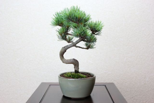 五葉松,苔,苔玉,ミニ盆栽,盆栽通販,