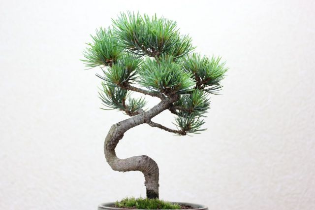 五葉松,苔,苔玉,ミニ盆栽,盆栽通販,