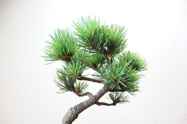 五葉松,苔,苔玉,ミニ盆栽,盆栽通販,
