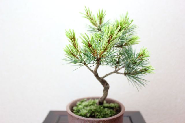 五葉松/盆栽/小品盆栽 至高の小品 五葉松の盆栽を販売｜盆栽妙 – 盆栽妙 本店