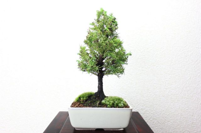 真杉,苔,苔玉,ミニ盆栽,盆栽通販,
