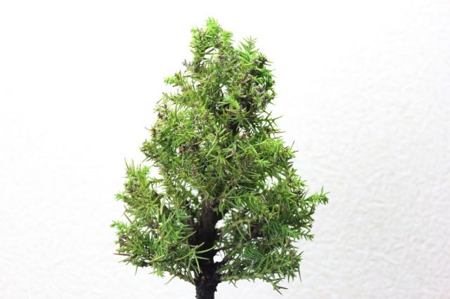 真杉,苔,苔玉,ミニ盆栽,盆栽通販,