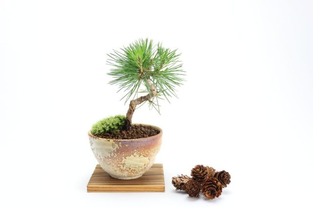 黒松,苔,苔玉,ミニ盆栽,盆栽通販,