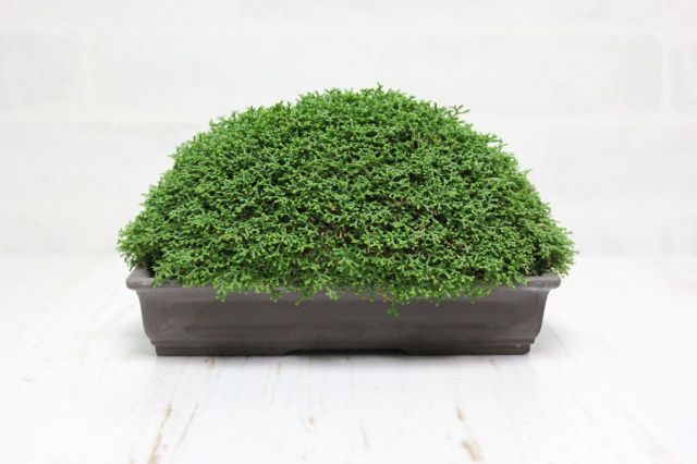 針金カズラ,苔,苔玉,ミニ盆栽,盆栽通販,