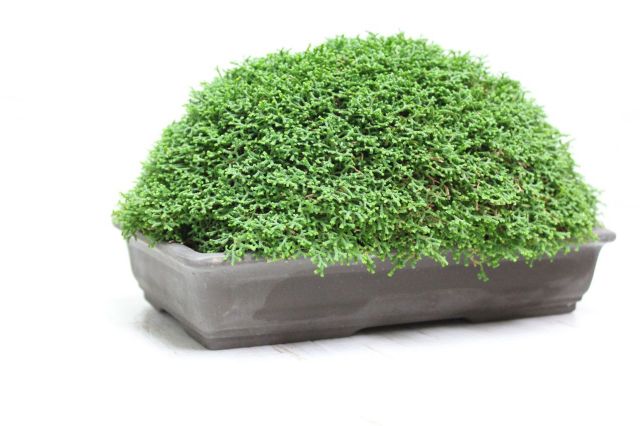 針金カズラ,苔,苔玉,ミニ盆栽,盆栽通販,