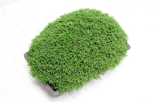 針金カズラ,苔,苔玉,ミニ盆栽,盆栽通販,