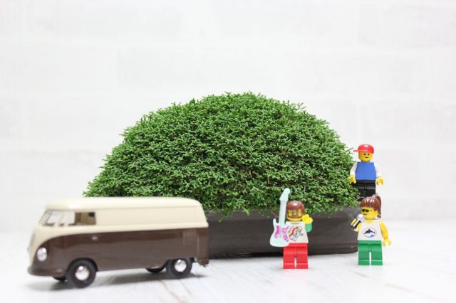 針金カズラ,苔,苔玉,ミニ盆栽,盆栽通販,