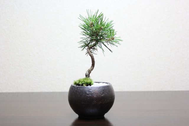 黒松丸,苔,苔玉,ミニ盆栽,盆栽通販,