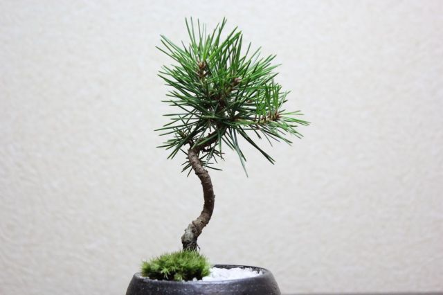 黒松丸,苔,苔玉,ミニ盆栽,盆栽通販,