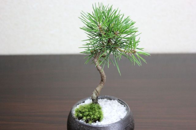 黒松丸,苔,苔玉,ミニ盆栽,盆栽通販,