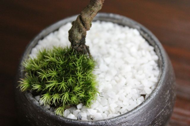 黒松丸,苔,苔玉,ミニ盆栽,盆栽通販,