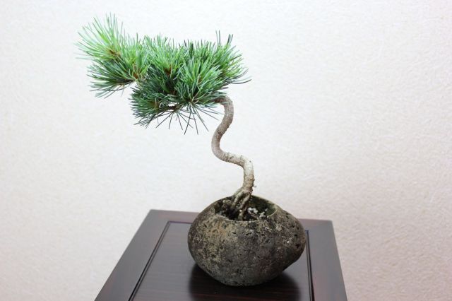 五葉松,苔,苔玉,ミニ盆栽,盆栽通販,