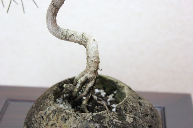 五葉松,苔,苔玉,ミニ盆栽,盆栽通販,
