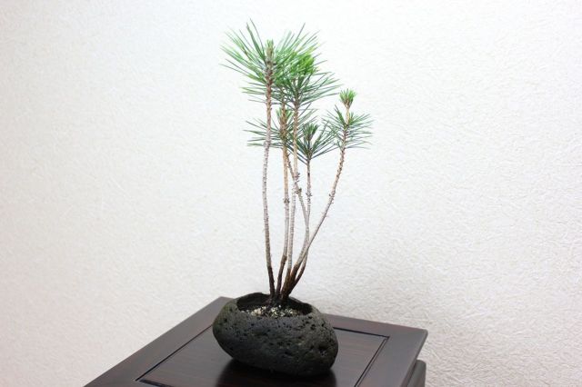 黒松 寄せ植え 盆栽 黒松の寄せ植えの盆栽｜盆栽妙 – 盆栽妙 本店
