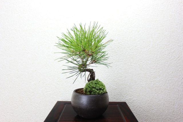 黒松,苔,苔玉,ミニ盆栽,盆栽通販,