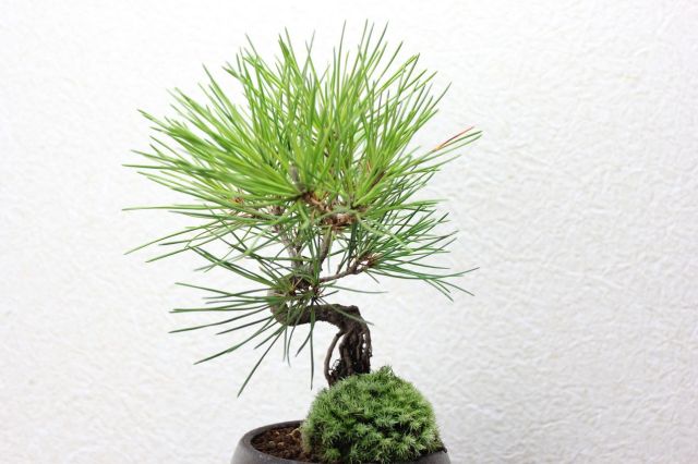 黒松,苔,苔玉,ミニ盆栽,盆栽通販,