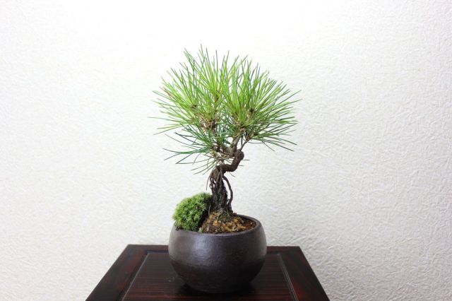 黒松,苔,苔玉,ミニ盆栽,盆栽通販,