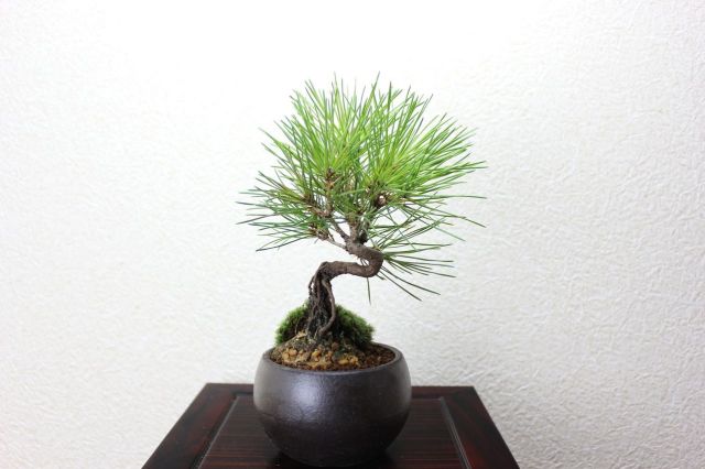 黒松,苔,苔玉,ミニ盆栽,盆栽通販,