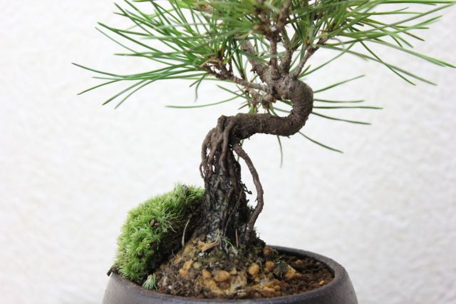 黒松,苔,苔玉,ミニ盆栽,盆栽通販,