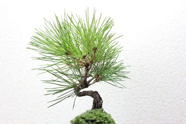 黒松,苔,苔玉,ミニ盆栽,盆栽通販,