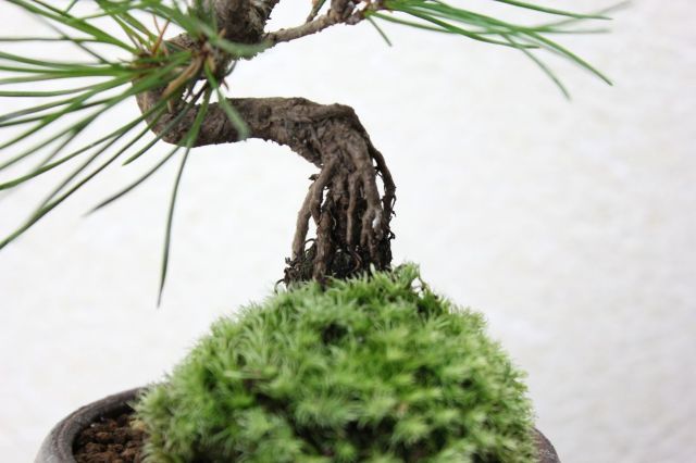 黒松,苔,苔玉,ミニ盆栽,盆栽通販,