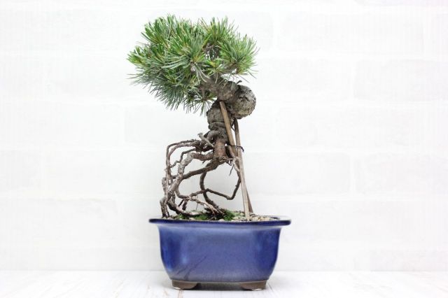 五葉松,苔,苔玉,ミニ盆栽,盆栽通販,