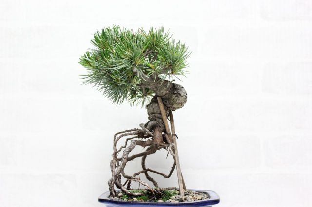 五葉松,苔,苔玉,ミニ盆栽,盆栽通販,